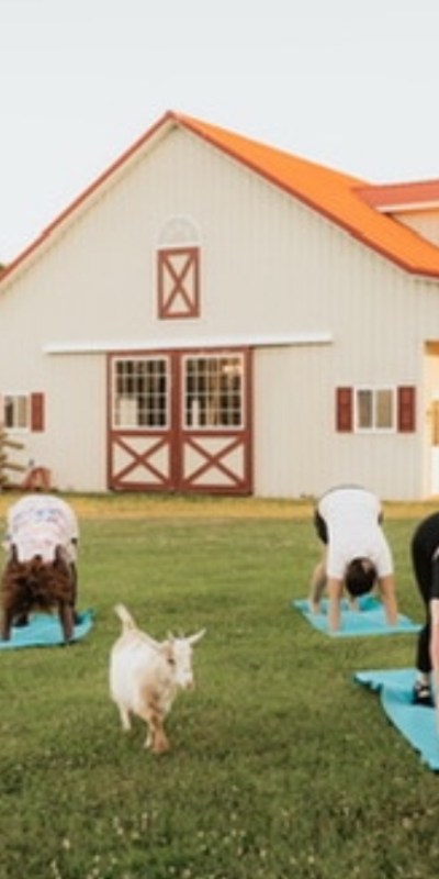 Guests enjoy goat yoga on the lawn in front of the rustic barn at MP Events’ 16-acre estate venue.